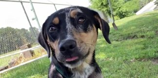 Pet of the week: Diamond is a girl’s best friend