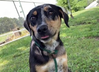 Pet of the week: Diamond is a girl’s best friend