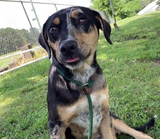 Pet of the week: Diamond is a girl’s best friend