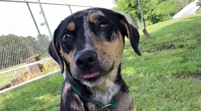 Pet of the week: Diamond is a girl’s best friend