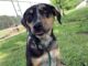 Pet of the week: Diamond is a girl’s best friend