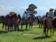Sullivan Creek Ranch hosts National Day of the Cowboy