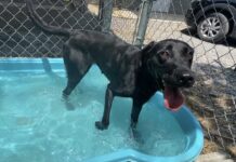 Pet of the week: Mya