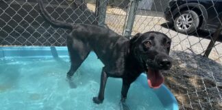 Pet of the week: Mya