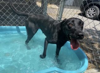 Pet of the week: Mya