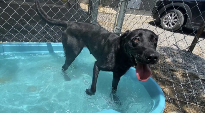 Pet of the week: Mya