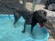 Pet of the week: Mya