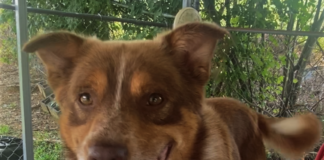 Pet of the week: Doin’ just fine with Dandy