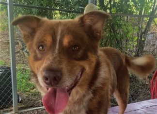 Pet of the week: Doin’ just fine with Dandy