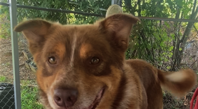 Pet of the week: Doin’ just fine with Dandy