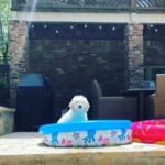 Summer animal safety: What the law says, what vets recommend