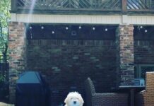 Summer animal safety: What the law says, what vets recommend