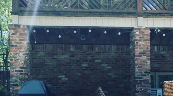 Summer animal safety: What the law says, what vets recommend