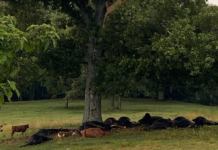 Lightning strike kills cattle in Berlin, highlights need for safety in storms