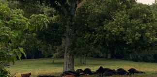 Lightning strike kills cattle in Berlin, highlights need for safety in storms