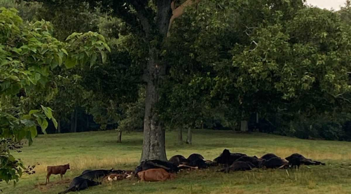 Lightning strike kills cattle in Berlin, highlights need for safety in storms
