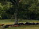 Lightning strike kills cattle in Berlin, highlights need for safety in storms