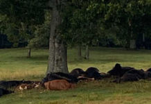 Lightning strike kills cattle in Berlin, highlights need for safety in storms