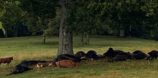 Lightning strike kills cattle in Berlin, highlights need for safety in storms