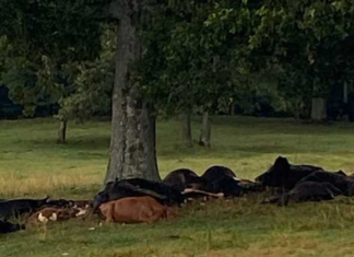Lightning strike kills cattle in Berlin, highlights need for safety in storms