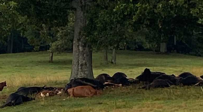 Lightning strike kills cattle in Berlin, highlights need for safety in storms