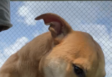 Pet of the week: Rex