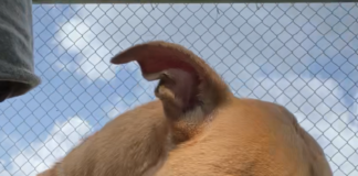 Pet of the week: Rex