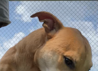 Pet of the week: Rex