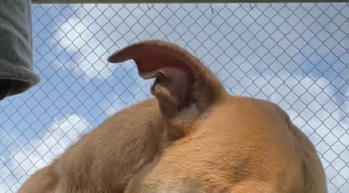 Pet of the week: Rex