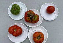 ‘Big Zac’ wins title at 2nd annual Cullman County Tomato Taste-Off
