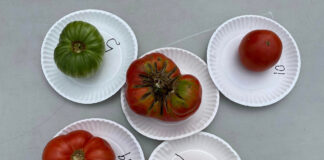 ‘Big Zac’ wins title at 2nd annual Cullman County Tomato Taste-Off