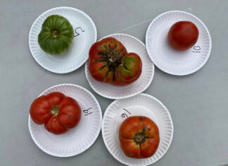 ‘Big Zac’ wins title at 2nd annual Cullman County Tomato Taste-Off