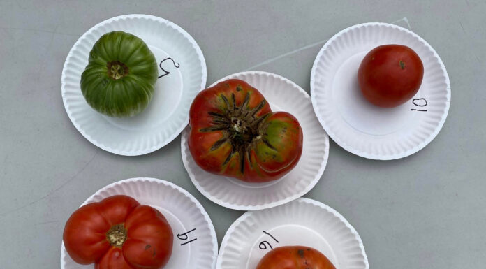 ‘Big Zac’ wins title at 2nd annual Cullman County Tomato Taste-Off
