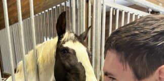 Hope Horses fundraiser: ‘Our goal is to sell 500 plates’