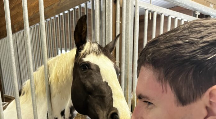 Hope Horses fundraiser: ‘Our goal is to sell 500 plates’