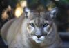 Mountain lions: Alabama’s big-cat mystery