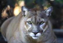 Mountain lions: Alabama’s big-cat mystery