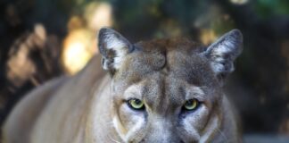 Mountain lions: Alabama’s big-cat mystery