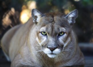 Mountain lions: Alabama’s big-cat mystery