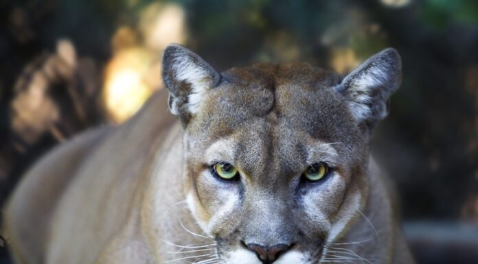 Mountain lions: Alabama’s big-cat mystery