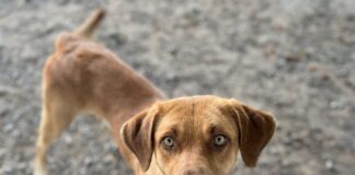 Pet of the week: Add Bocephus to your ‘family tradition’