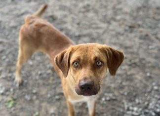 Pet of the week: Add Bocephus to your ‘family tradition’