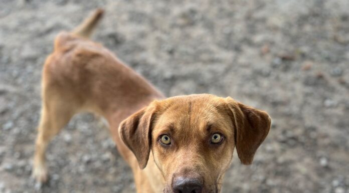 Pet of the week: Add Bocephus to your ‘family tradition’