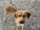 Pet of the week: Add Bocephus to your ‘family tradition’