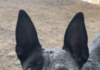 Pet of the week: Make Esther the rightful queen of your court
