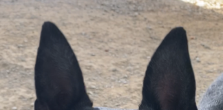 Pet of the week: Make Esther the rightful queen of your court