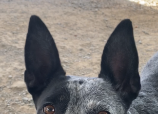 Pet of the week: Make Esther the rightful queen of your court