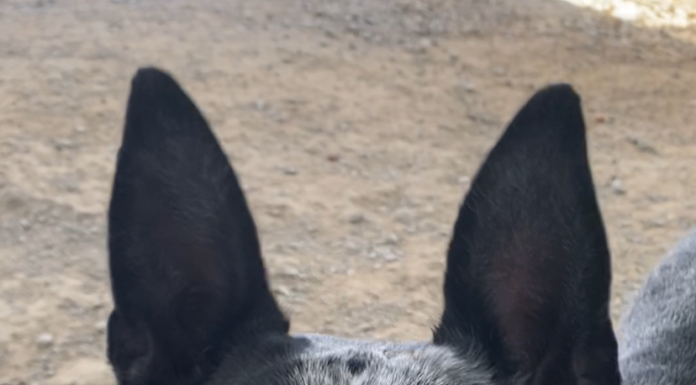 Pet of the week: Make Esther the rightful queen of your court