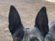Pet of the week: Make Esther the rightful queen of your court