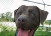 Pet of the week: Moses
